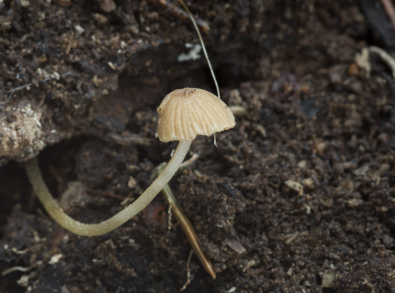 Conocybe hexagonospora